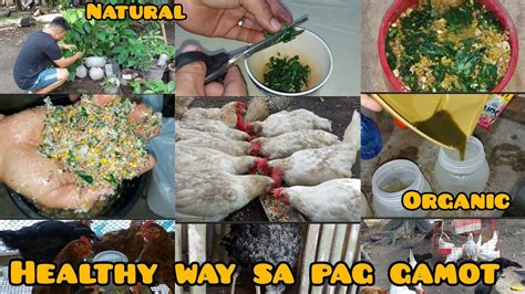 Organic Na Gamot Sa SIPON ng Manok .